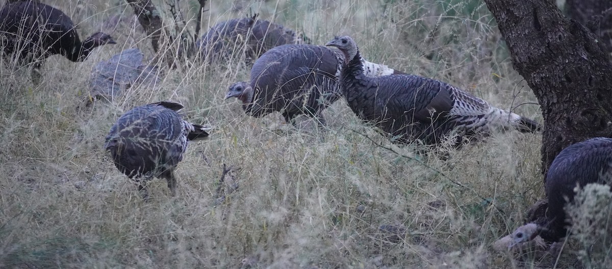 シチメンチョウ - ML645429973