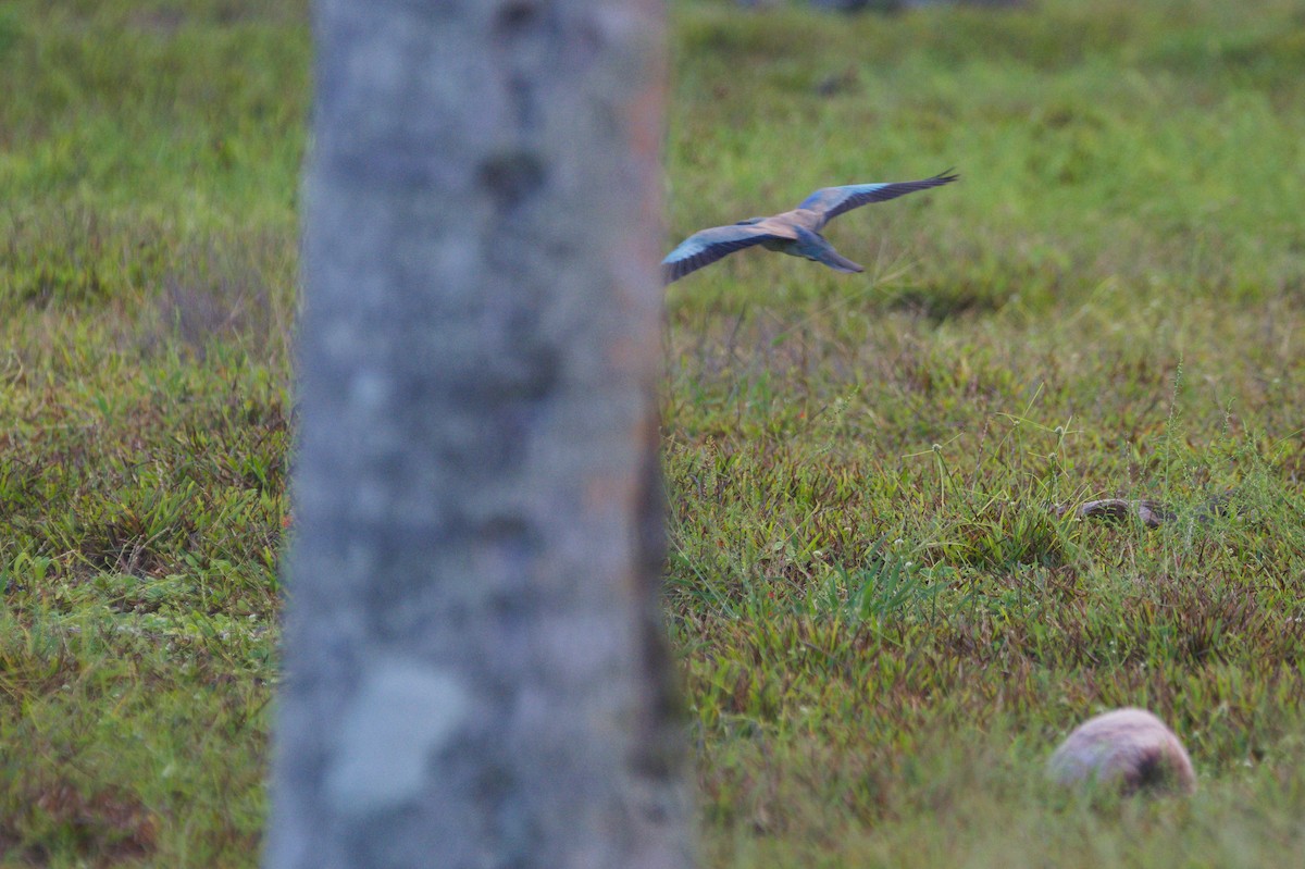 European Roller - ML645429976