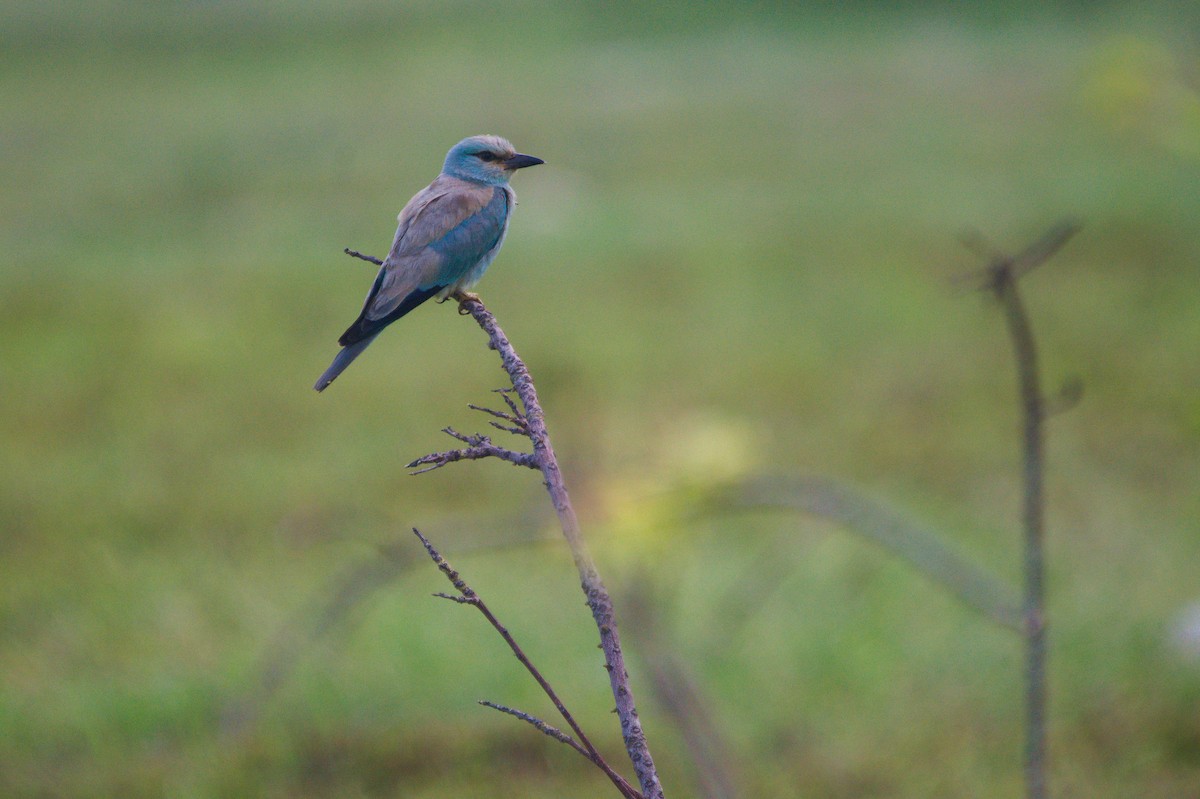 European Roller - ML645429977