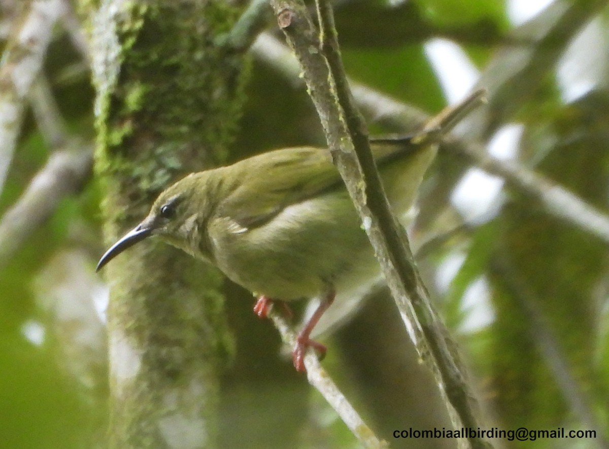 Red-legged Honeycreeper - ML645429979