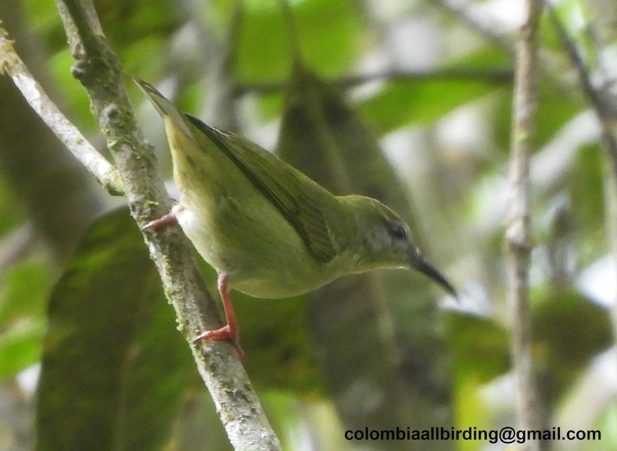 Red-legged Honeycreeper - ML645429982