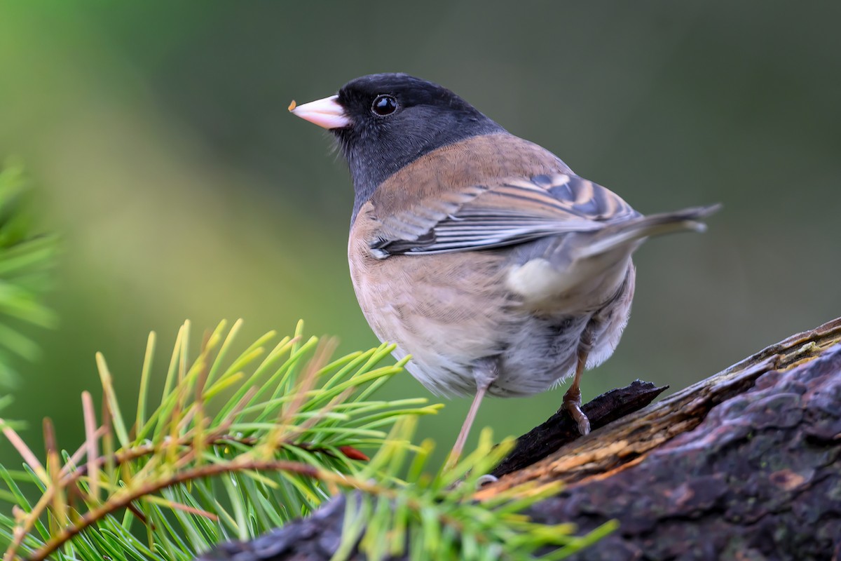 Юнко сірий - ML645429983