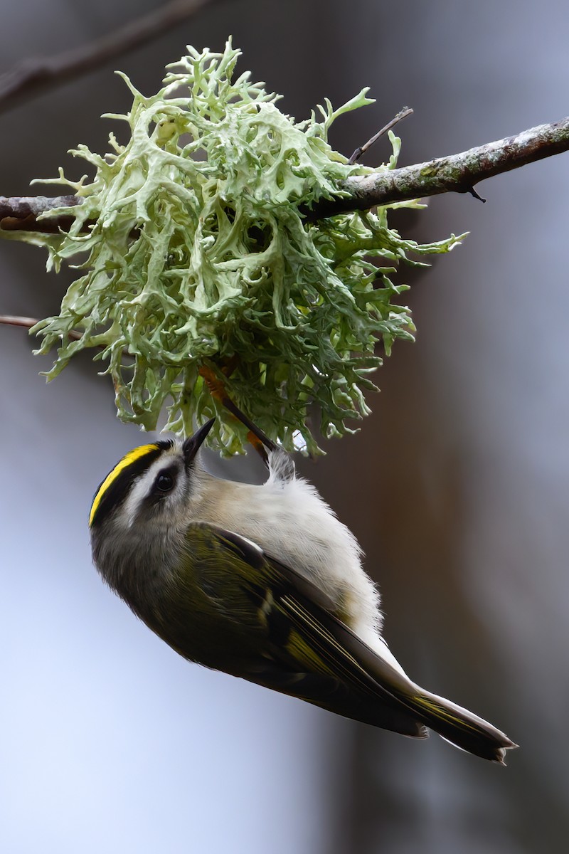 Золотомушка світлоброва - ML645429994