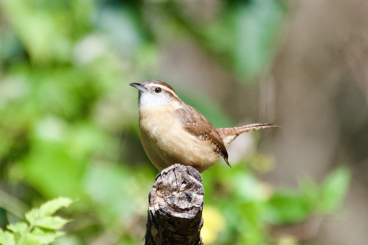 Carolina Wren - ML645429996