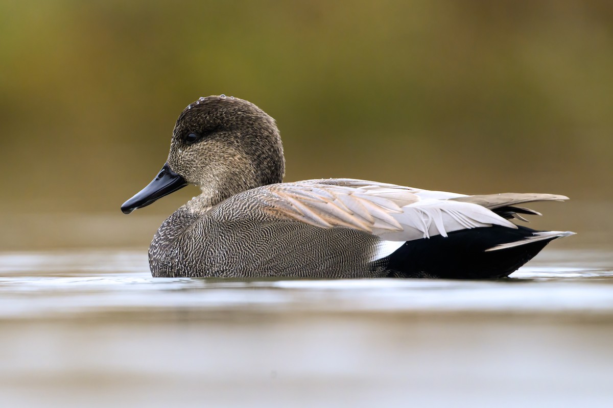 Нерозень - ML645429999