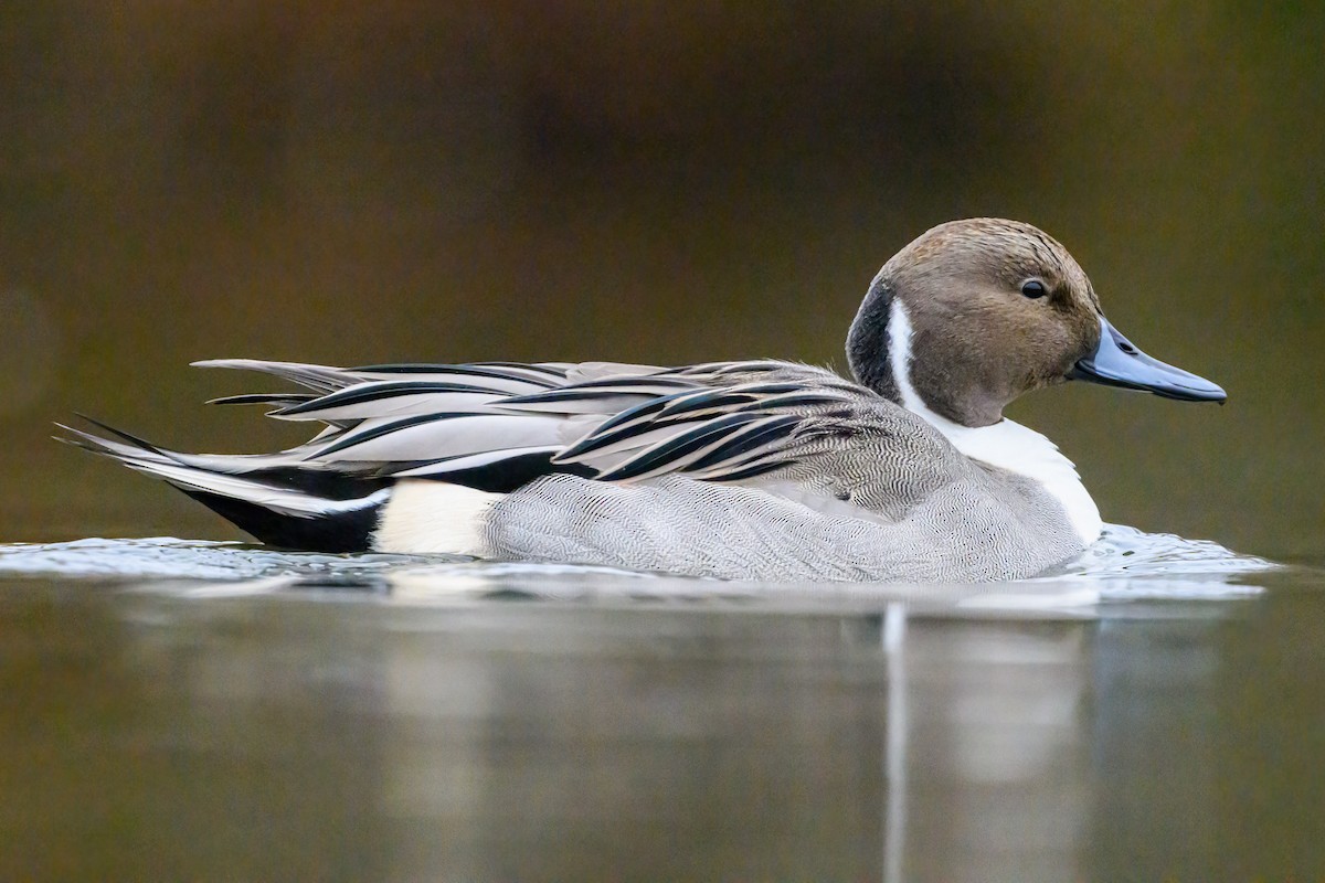 Шилохвіст північний - ML645430000