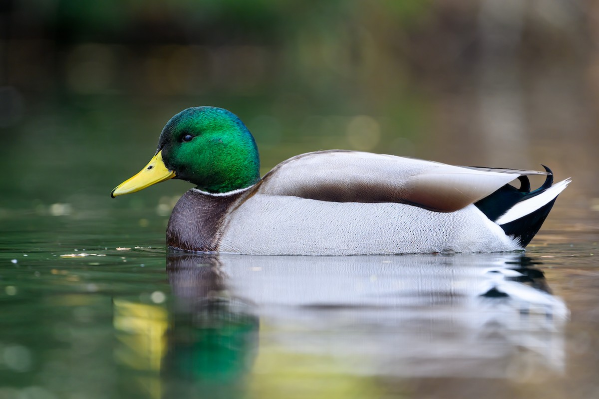 Крижень звичайний - ML645430002