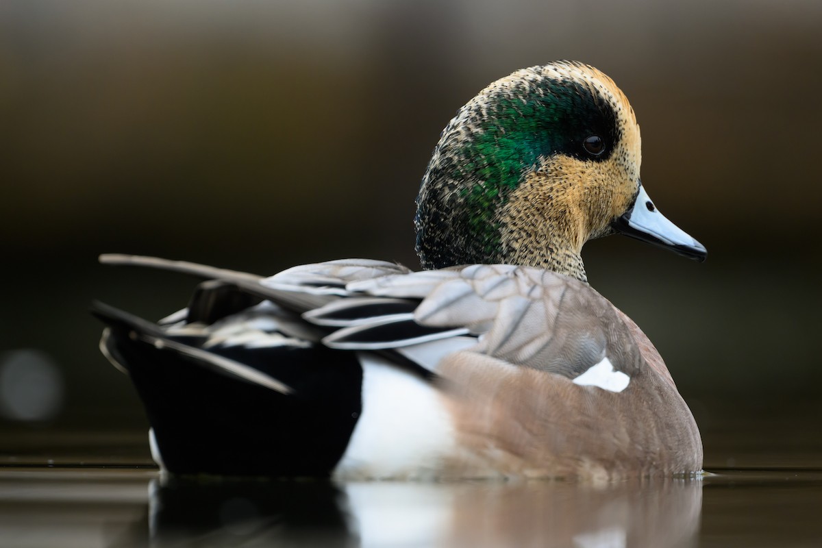 Свищ американський - ML645430004