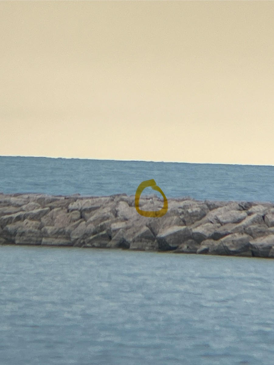 Snowy Owl - ML645430007