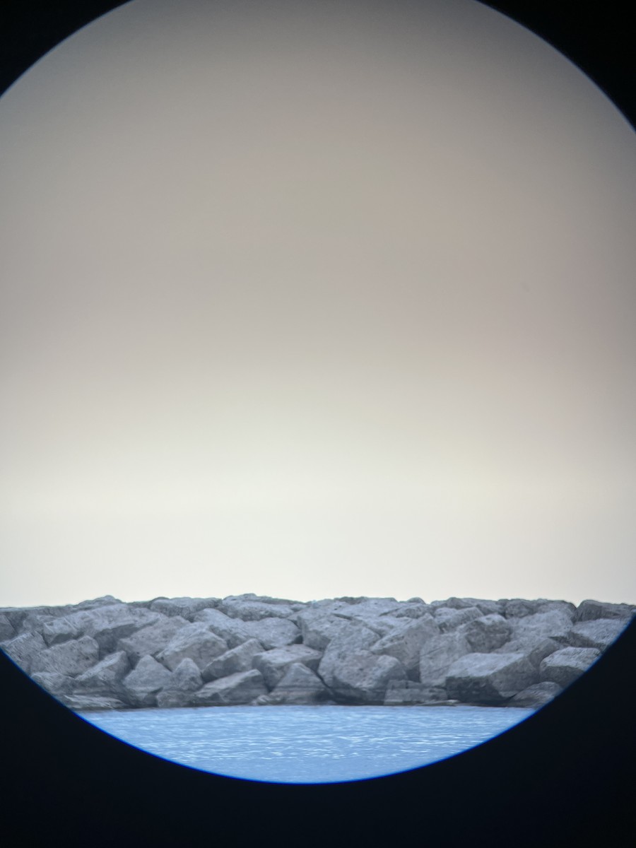 Snowy Owl - ML645430008