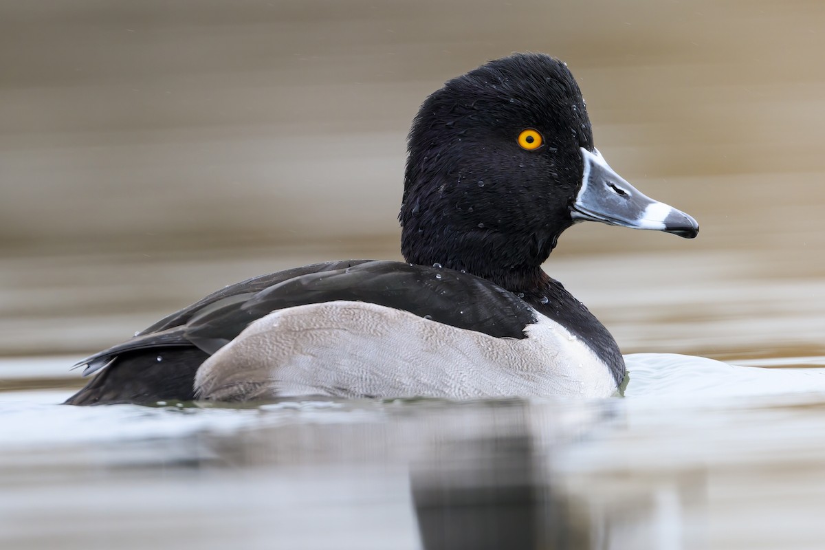 Чернь канадська - ML645430014