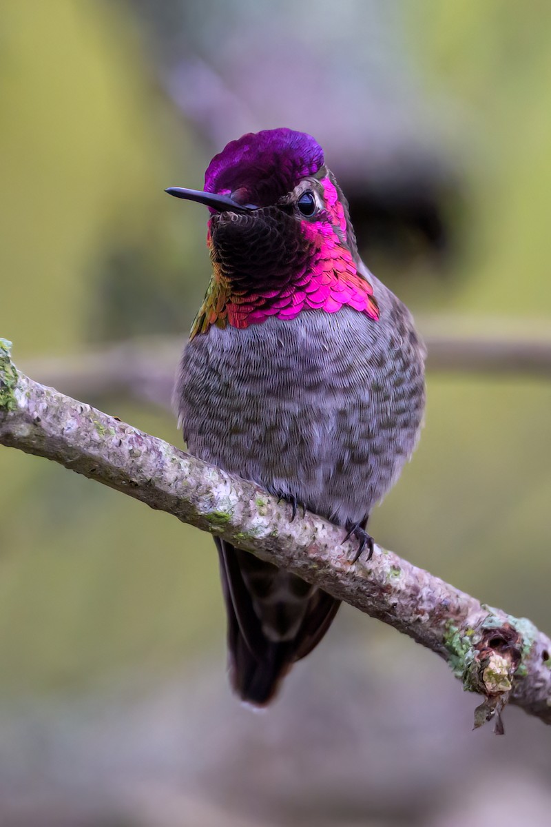 Каліпта рубіновоголова - ML645430022