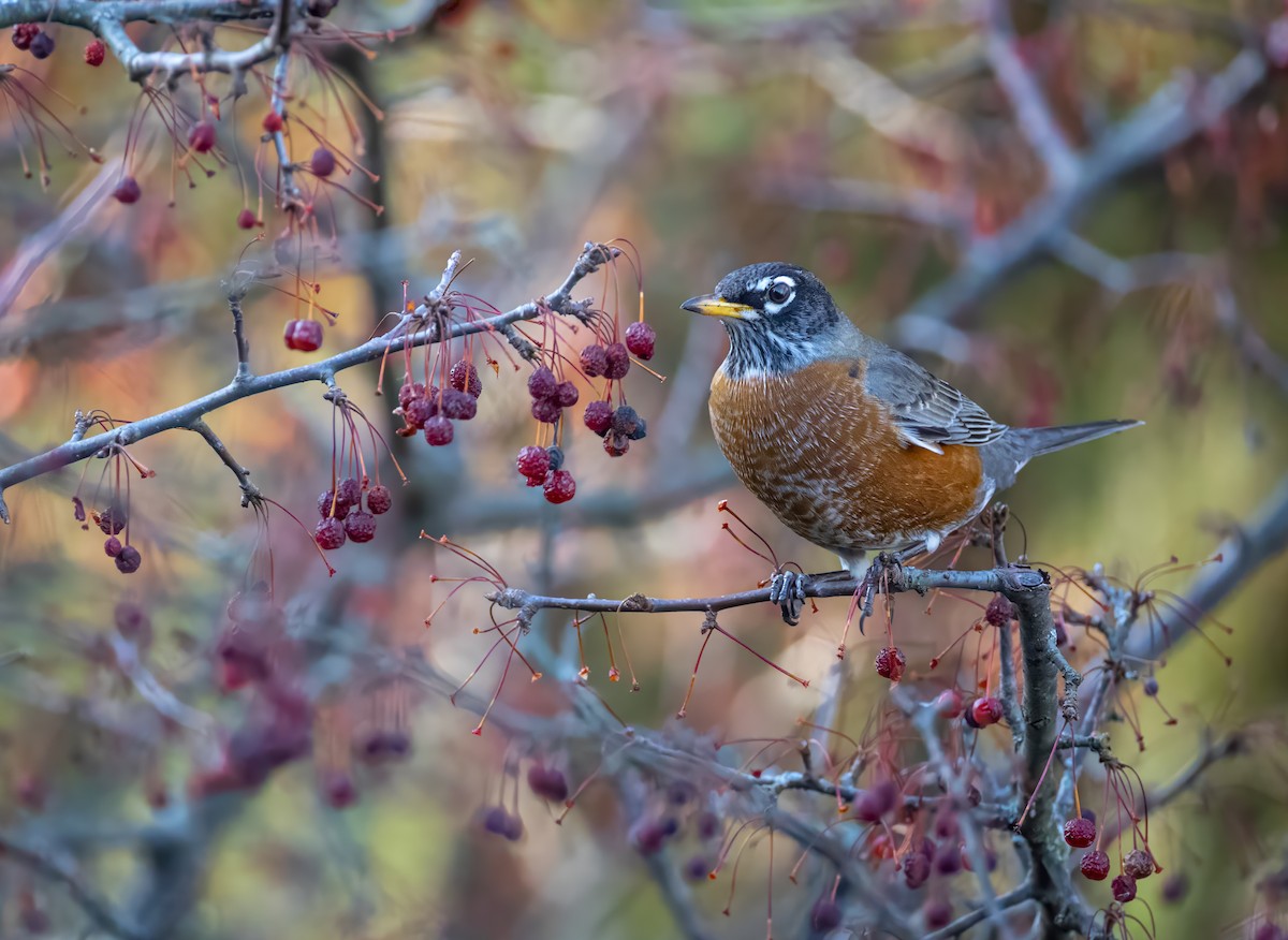 American Robin - ML645430028
