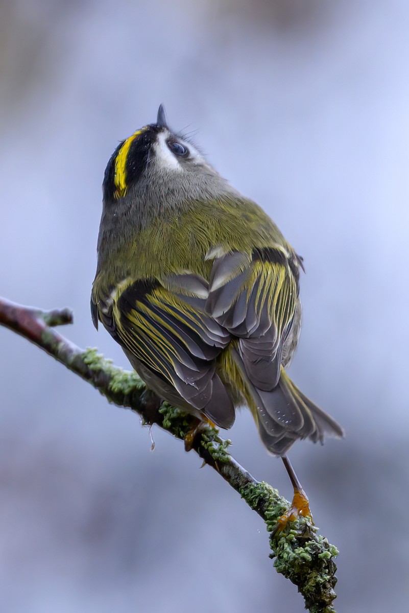 Золотомушка світлоброва - ML645430030