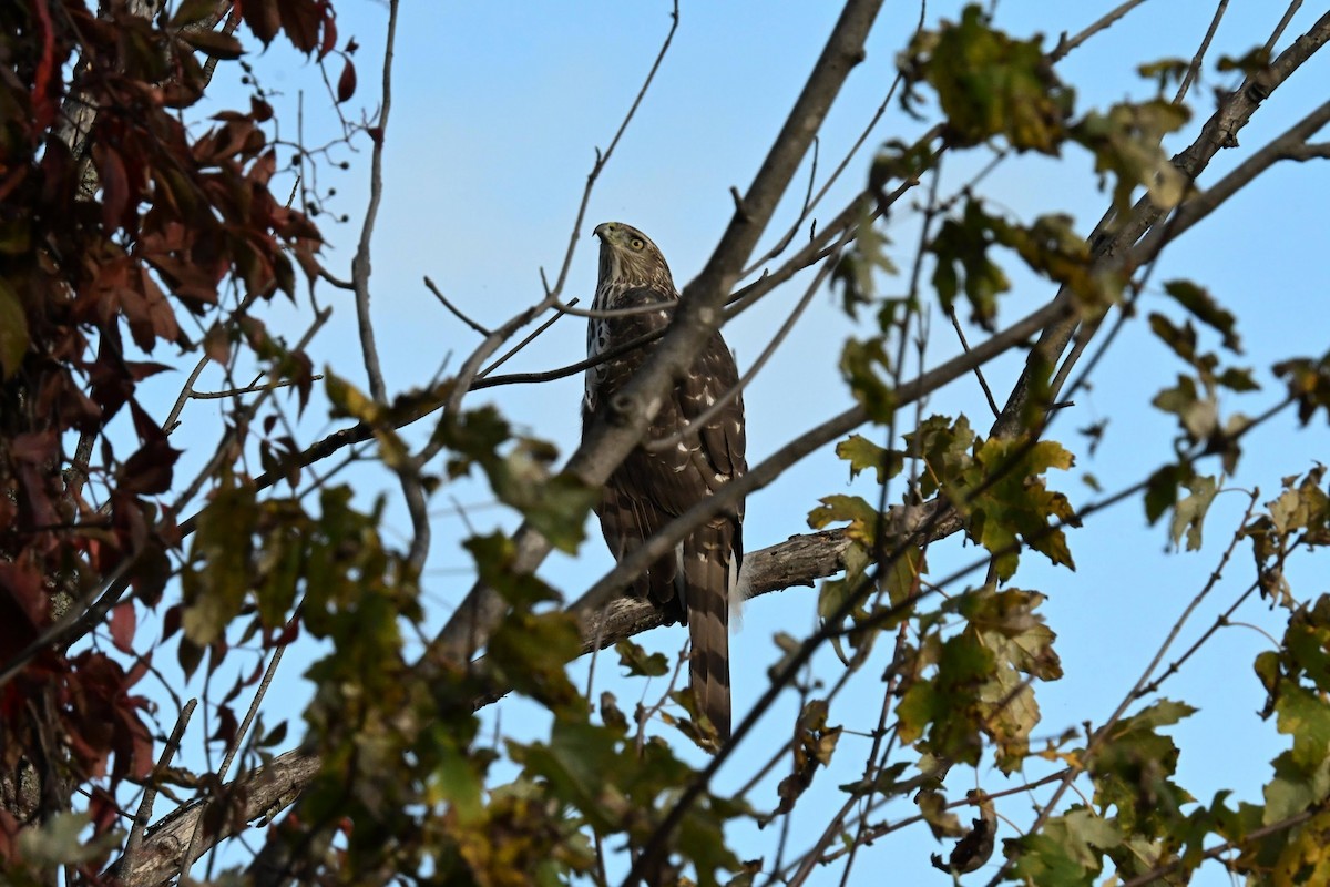 Cooper's Hawk - ML645430036