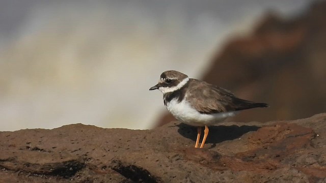 Common Ringed Plover - ML645430039