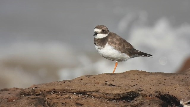 Common Ringed Plover - ML645430040