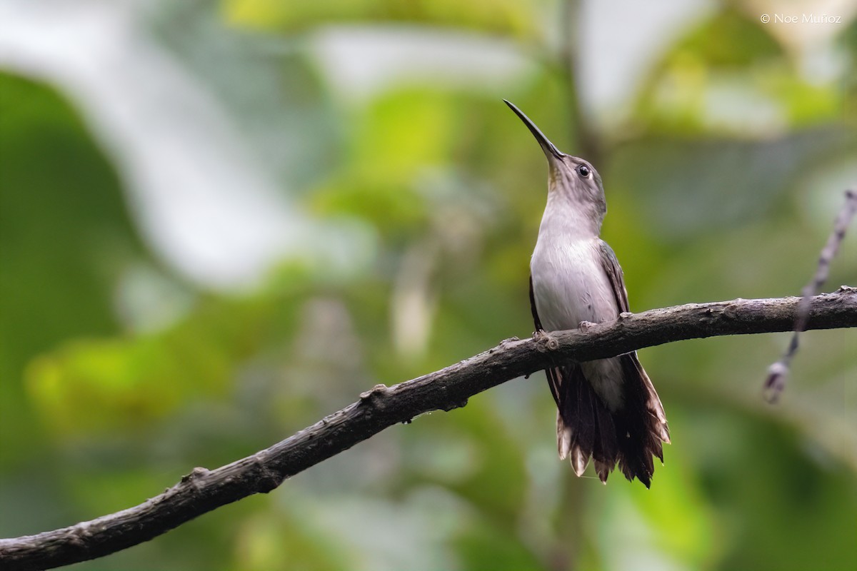 Wedge-tailed Sabrewing - ML645430047