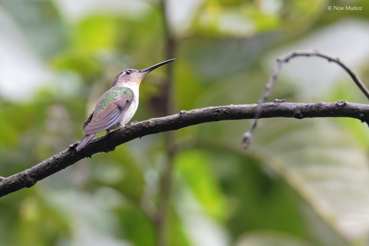 Wedge-tailed Sabrewing - ML645430048