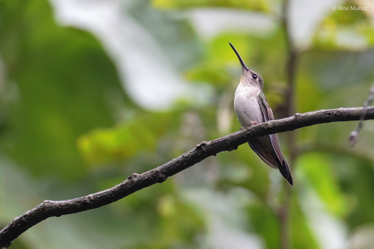 Wedge-tailed Sabrewing - ML645430049