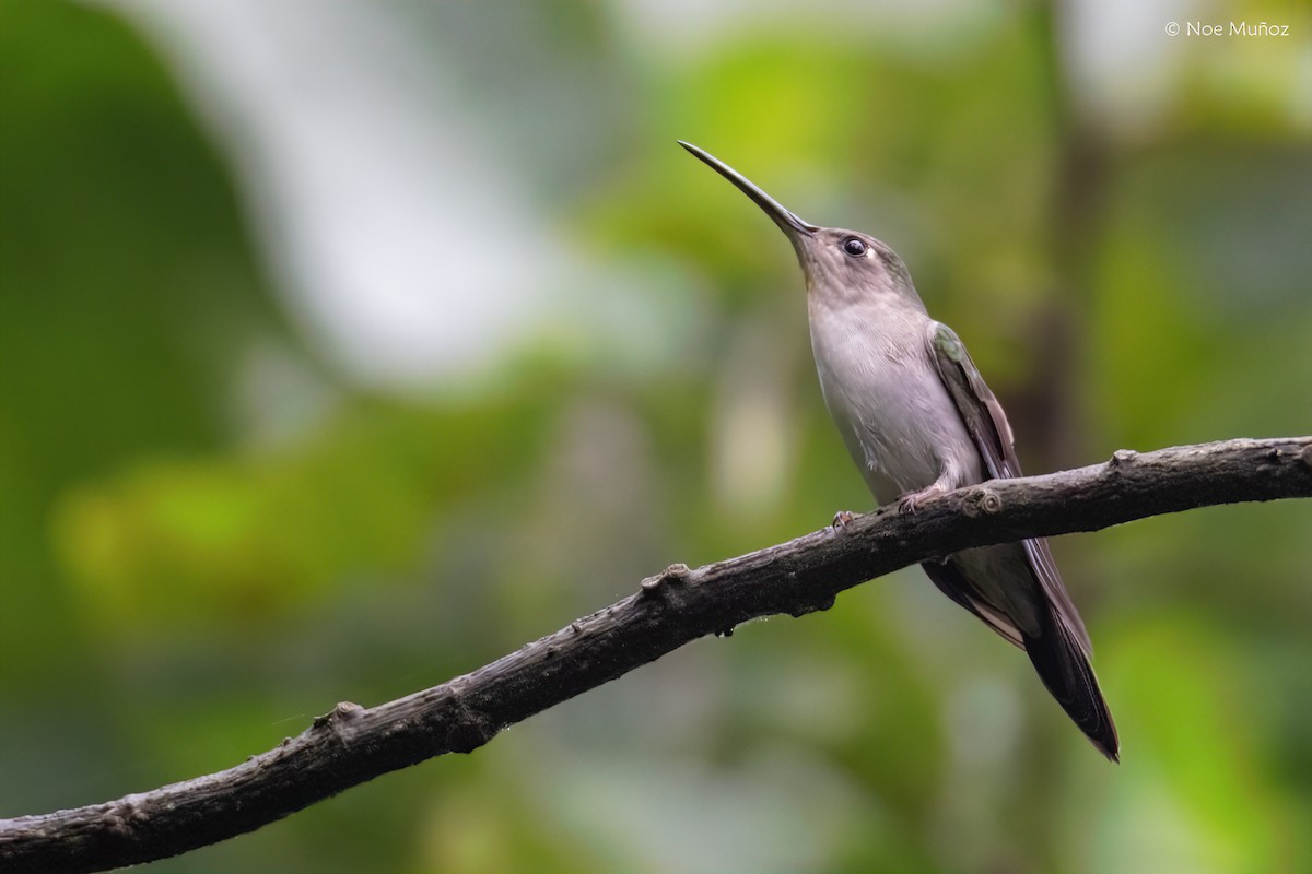 Wedge-tailed Sabrewing - ML645430050