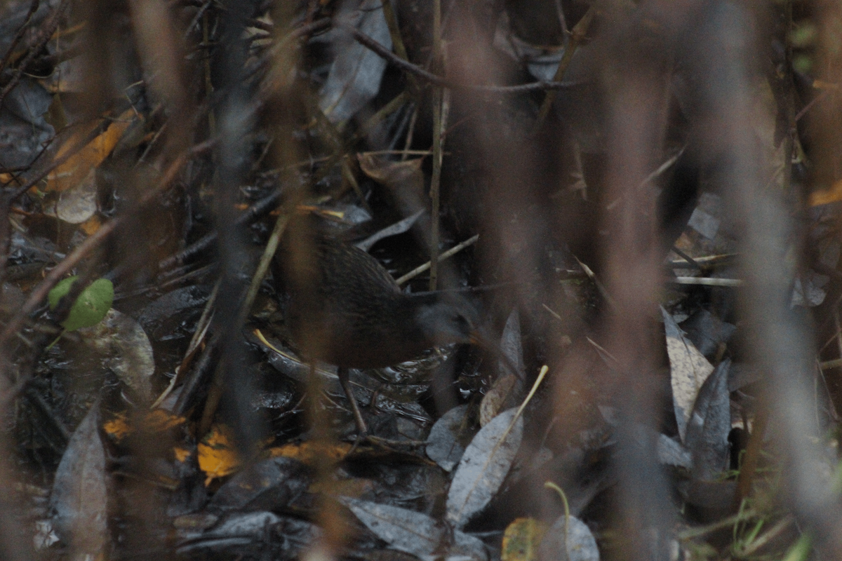 Virginia Rail - ML645430072