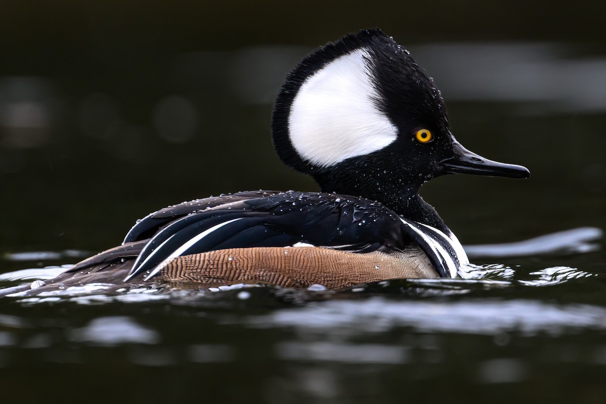 Крех жовтоокий - ML645430076