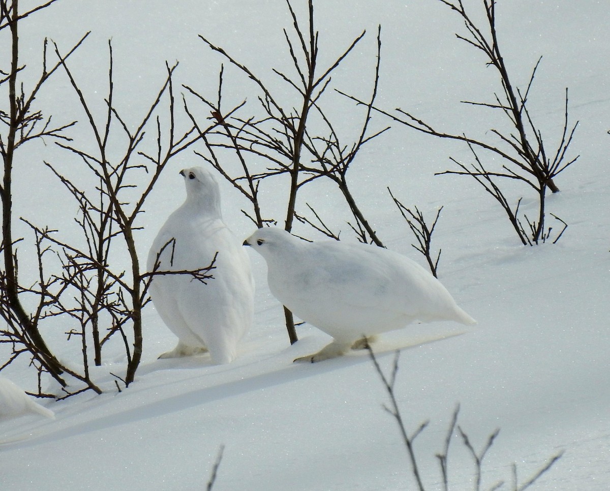 White-tailed Ptarmigan - ML645430077
