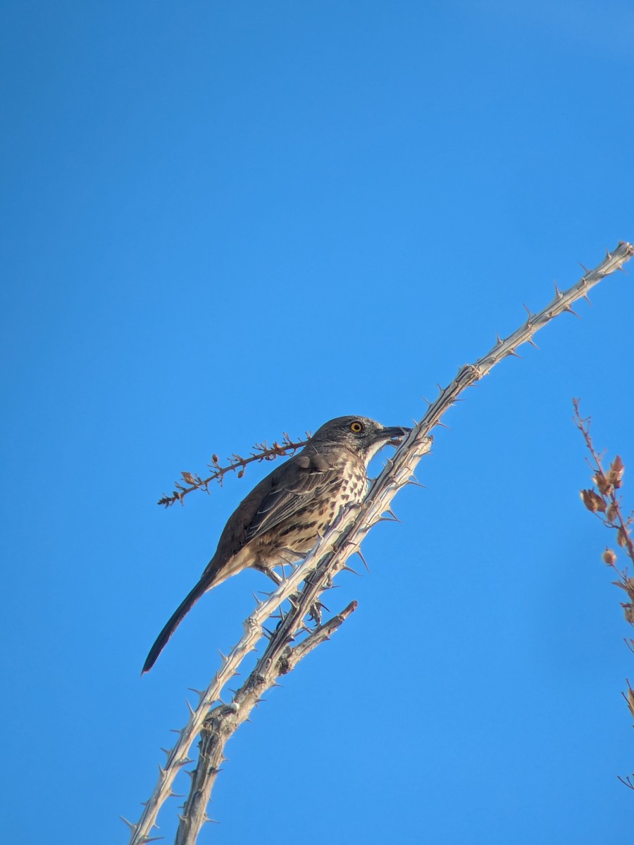 Moqueur gris - ML645430081