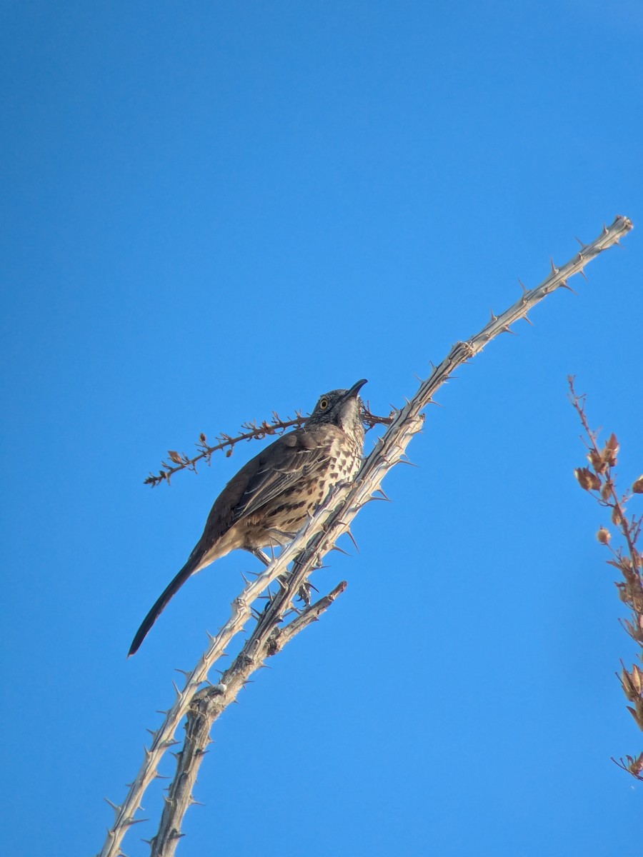 Moqueur gris - ML645430082