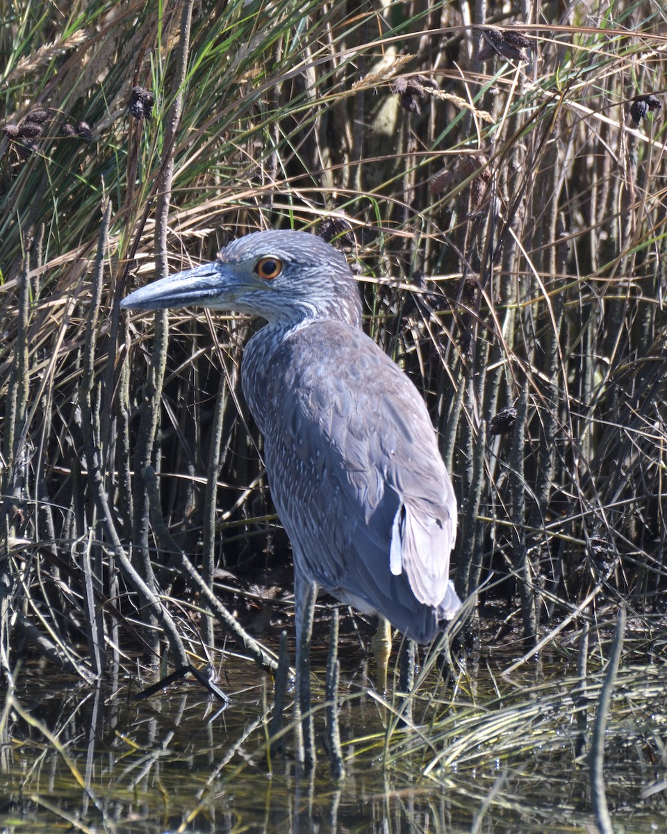 אנפת לילה צהובת-כיפה - ML645430088