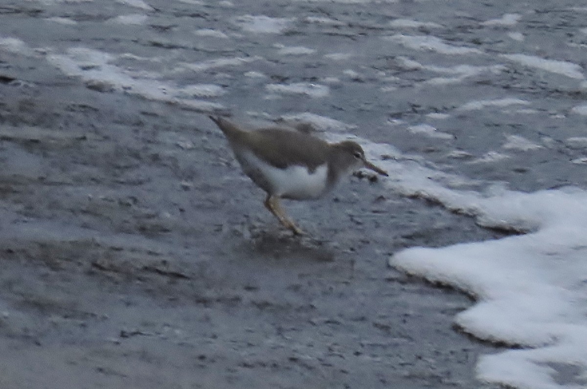 Набережник плямистий - ML645430096