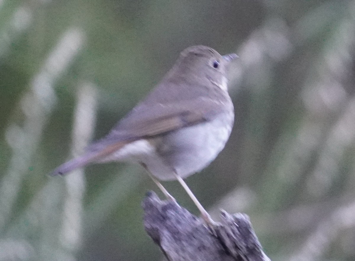 קיכלי חלוד-זנב - ML645430099