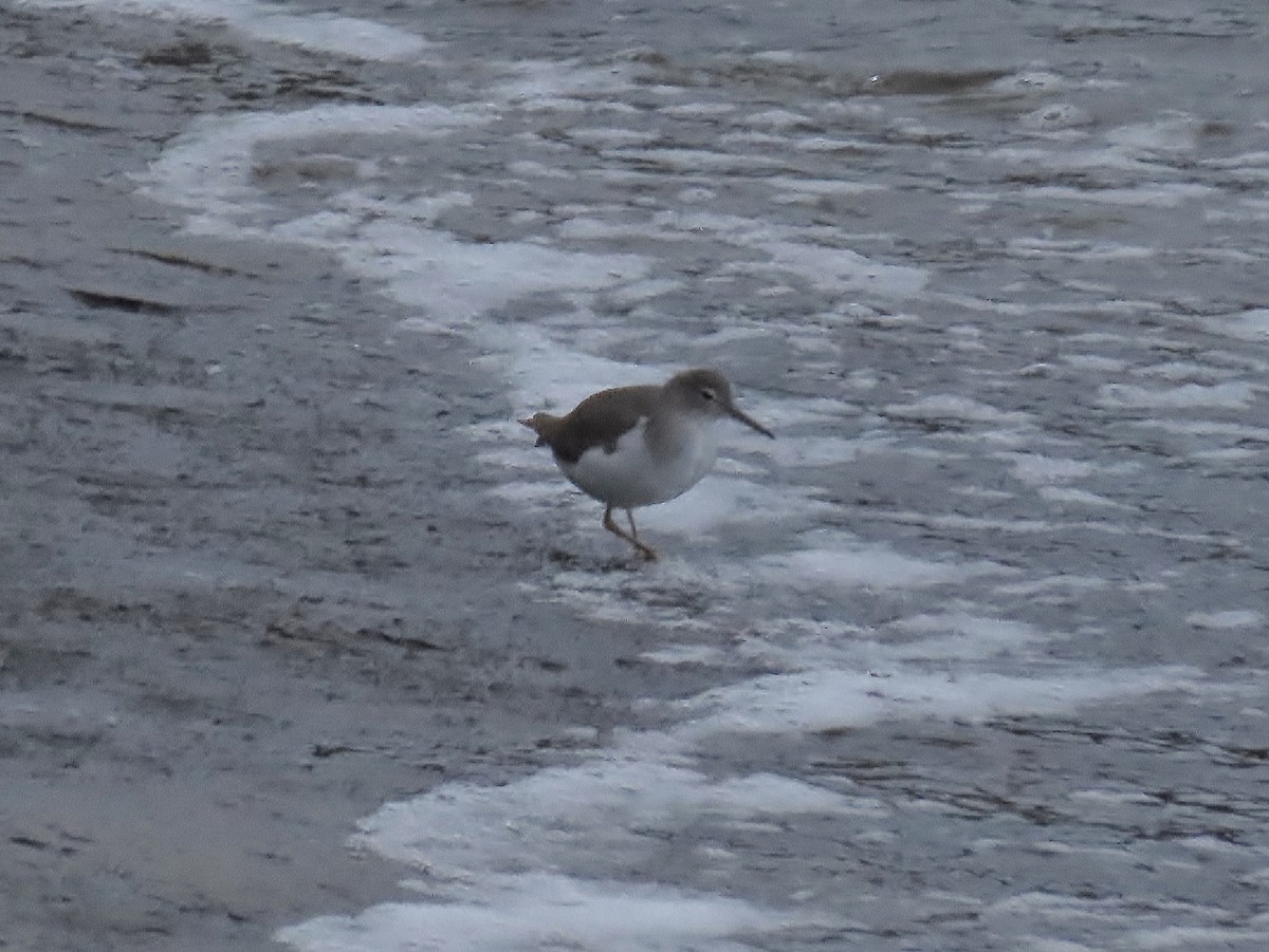 Набережник плямистий - ML645430104