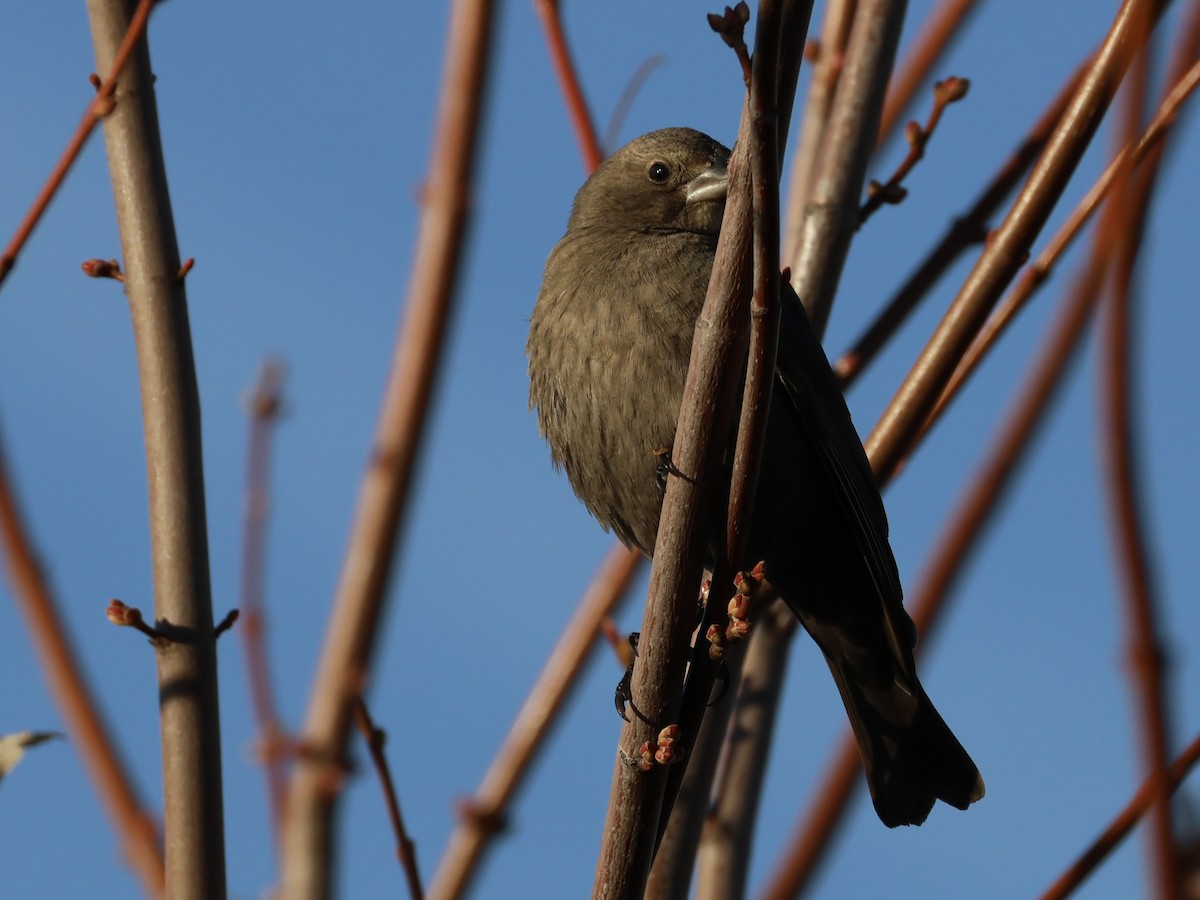 brunhodetrupial - ML645430118