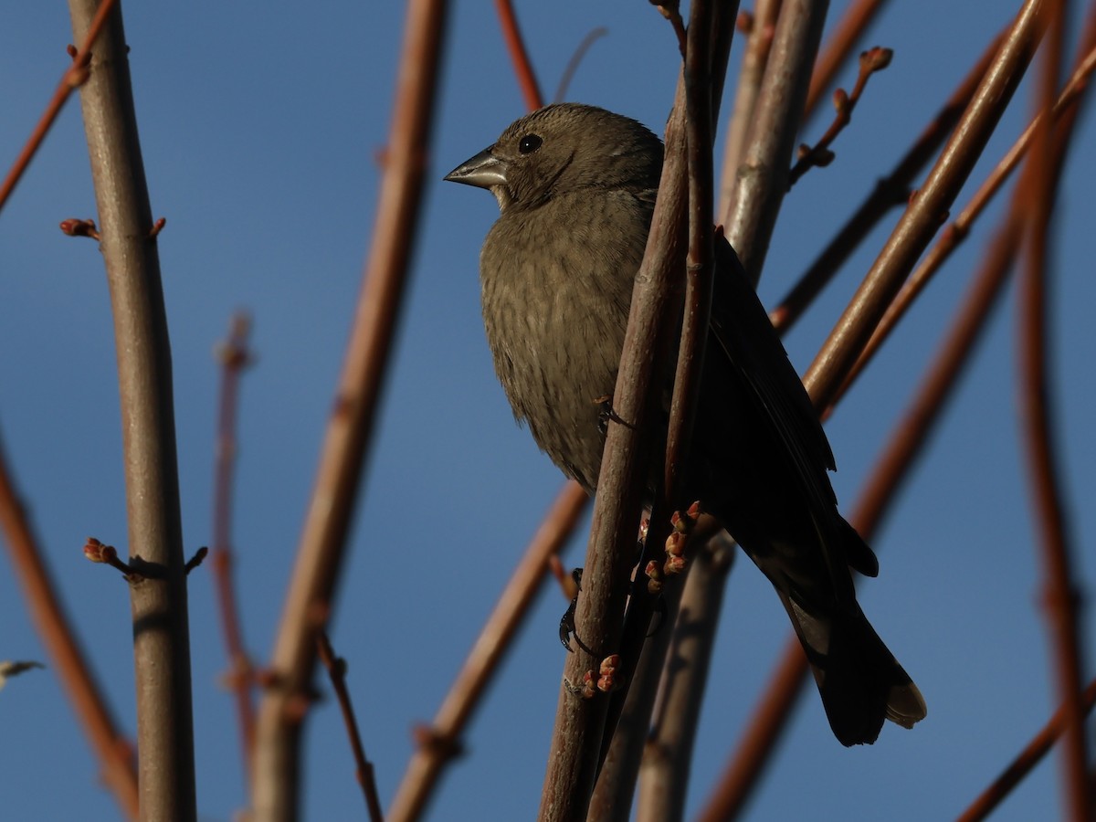 brunhodetrupial - ML645430119