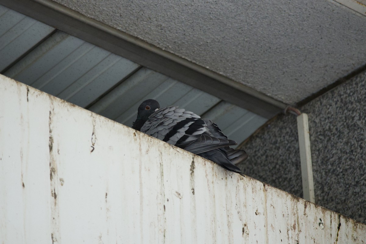 Haitz-usoa (etxekoa) - ML645430129