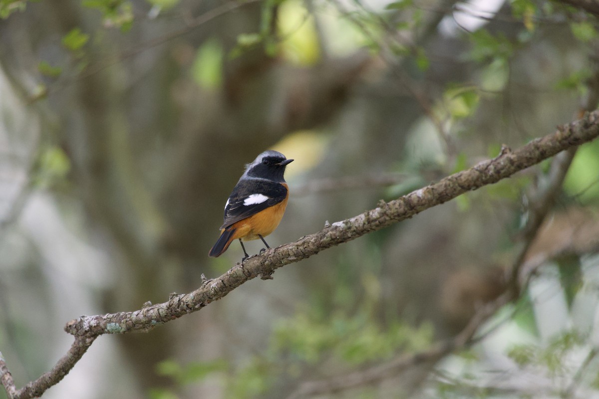 חכלילית סיבירית - ML645430142