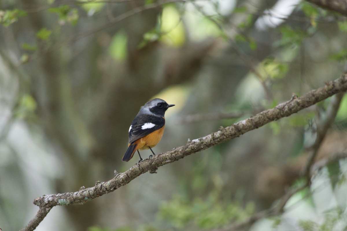 חכלילית סיבירית - ML645430143