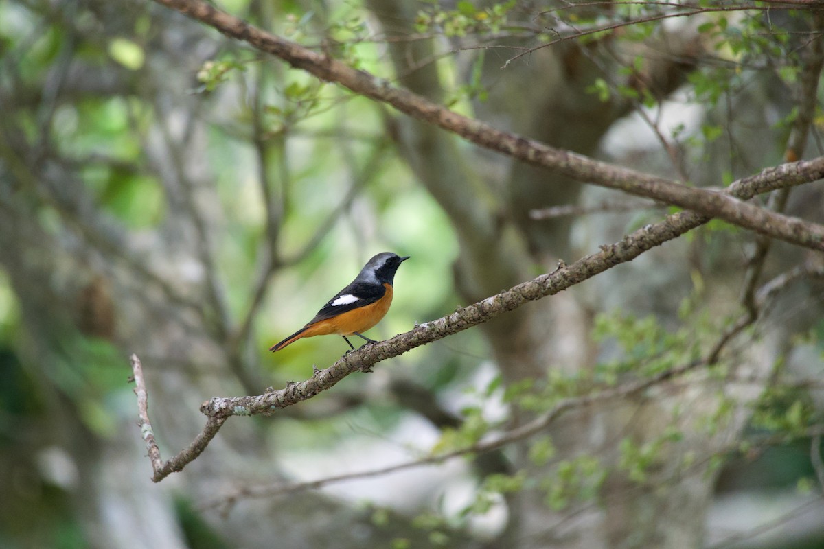 חכלילית סיבירית - ML645430144