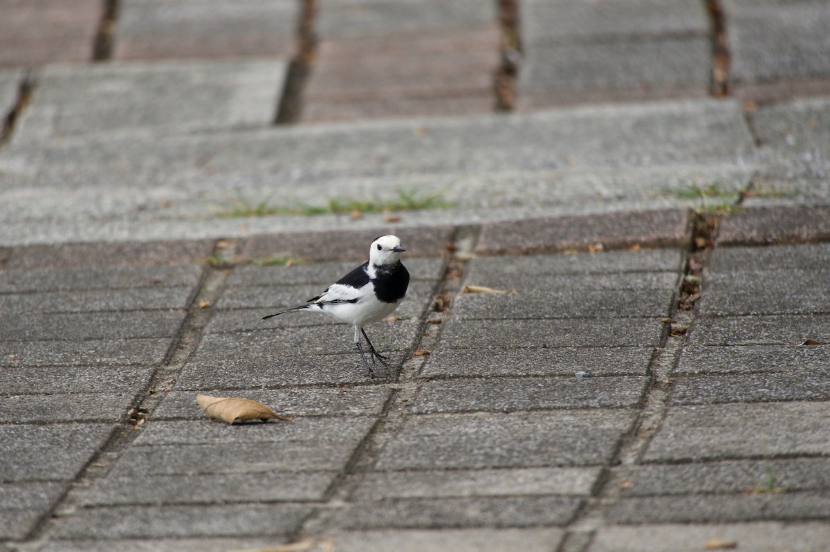 konipas bílý - ML645430152