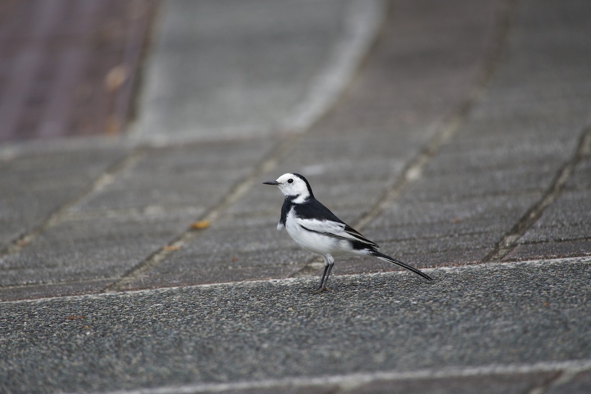 konipas bílý - ML645430153