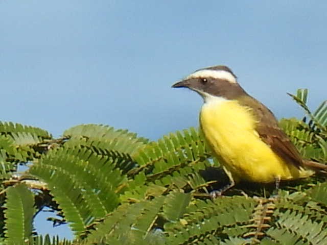 Sosyal Tiran - ML645430155