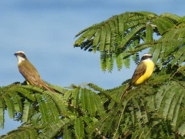 Sosyal Tiran - ML645430156