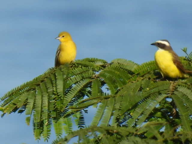 Sosyal Tiran - ML645430157