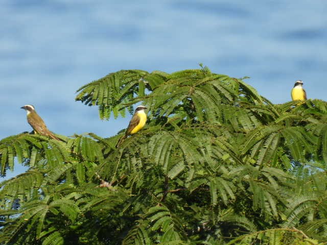 Sosyal Tiran - ML645430158