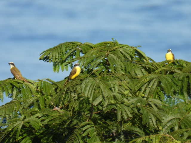 Sosyal Tiran - ML645430159