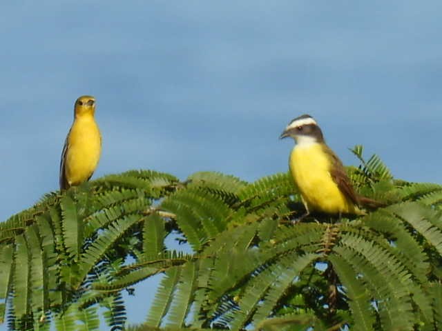 Sosyal Tiran - ML645430160