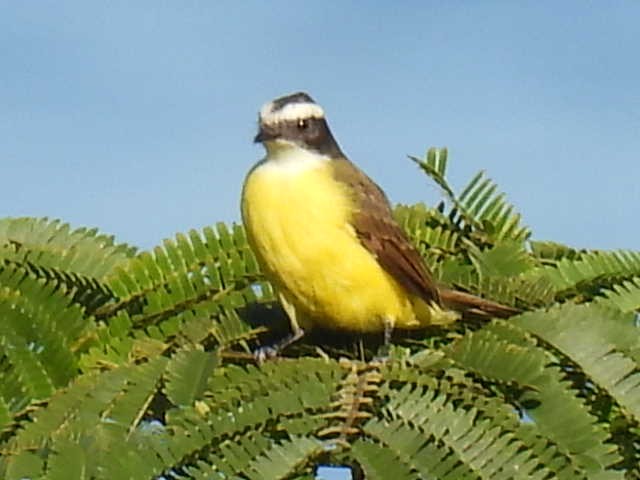 Sosyal Tiran - ML645430161