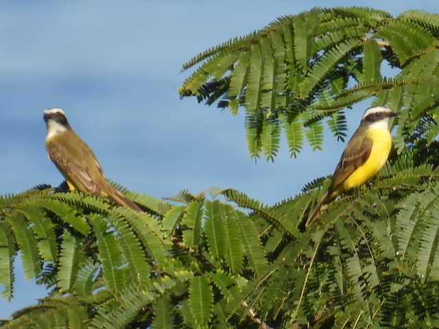 Sosyal Tiran - ML645430162